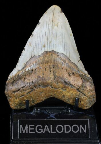 Megalodon Tooth - North Carolina #59190